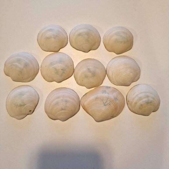 Hand Painted Scallop Shell Dishes Blue Floral Salt Trinket Vintage Set Of 11 - Picture 8 of 10